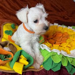 Brie - White female Miniature Schnauzer puppy in Ferndale, Washington from Blackhorse Schnauzers Washington state