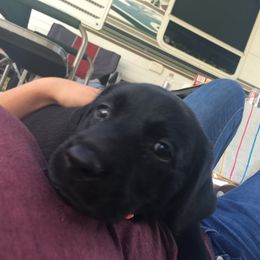 Labrador Retriever Puppies from Wild Feather Hunting Dogs