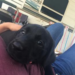 Labrador Retriever Puppies from Wild Feather Hunting Dogs