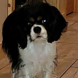 Cricket - Cavalier King Charles Spaniel