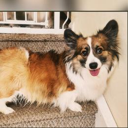 Basil - Pembroke Welsh Corgi