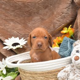 Miss Light Pink - Golden rust female Vizsla puppy in Lexington, Kentucky from Summit Vizsla (we can deliver to you)