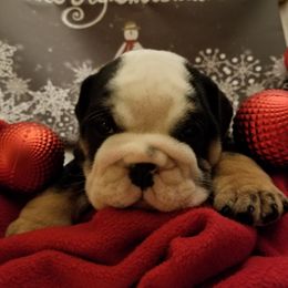 English Bulldog and French Bulldog Puppies from Bullwrinklz