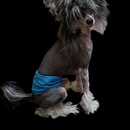 Peanut - Chinese Crested