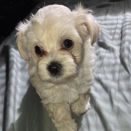 Girl 2 - Cream female Maltipoo puppy in Brooksville, Florida from DeVall Maltipoos