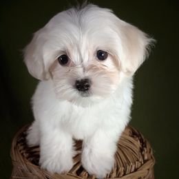 Companion Cross, Maltese, and Maltipoo Puppies from Seeking Shalom Acres Maltese, Maltipoos & Havamalts