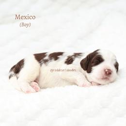 Mexico - Chocolate male Australian Labradoodle puppy in Hurricane, Utah from Red Desert Doodles