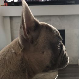 Hazy - French Bulldog