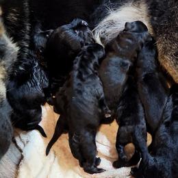 Male Black 2 - Black male German Shepherd puppy in Pioneer Junction, Montana from Swede Mountain Shepherds