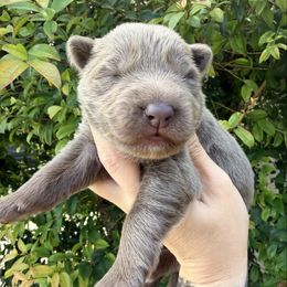 Pink - Isabella female German Shepherd puppy in California from Singleton Shepherds