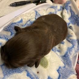Danny Boy - Chocolate male Shih Tzu puppy in Brevard, North Carolina from House of Little Lions