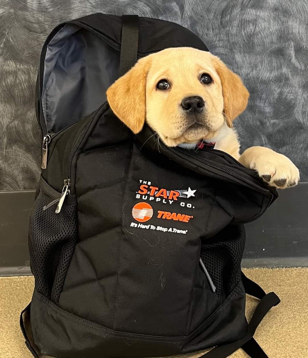 Labrador Retriever Puppies from Lorlyn Labradors