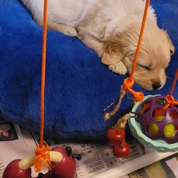 Golden Retriever Puppies from Golden Brick Road Golden Retrievers