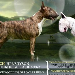 Tyson - Bull Terrier