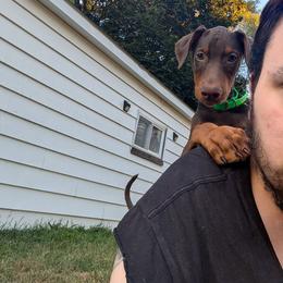 Green - Red and rust male Doberman Pinscher puppy in Redford, Michigan from Warsong Dobermann