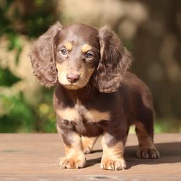 Pringle - Chocolate and tan male Dachshund puppy in Cottage Grove, Oregon from Hidden Hills Dalmatians