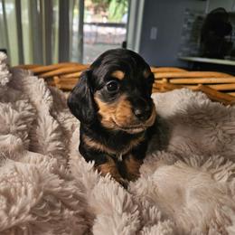 Otto - Black and cream male Dachshund puppy in Washougal, Washington from Pine & Paws Dachshunds