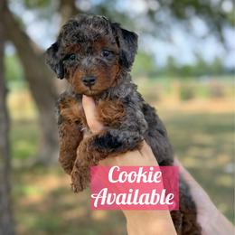 Cookie - Blue merle female Bernedoodle puppy in Rose Hill, North Carolina from Red Door Canines