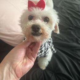 Lie Lie - White female Maltipoo puppy in Apple Valley, California from Boujeepups