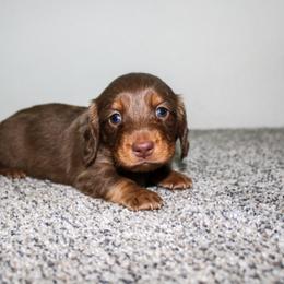 Spur - Chocolate and tan male Dachshund puppy in Nephi, Utah from Wild West Weens