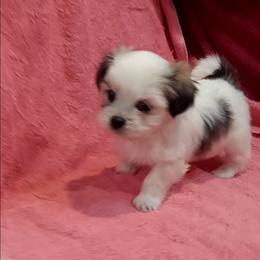 Tiny Tina - White female Companion Cross puppy in Norman, Oklahoma from Steve's Puppies