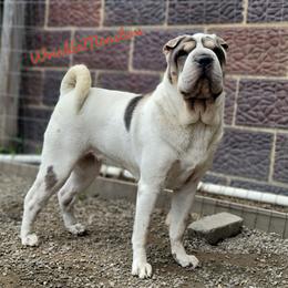 River - Chinese Shar-Pei