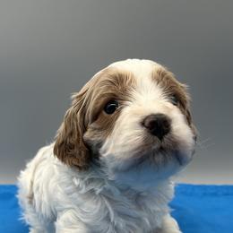 Jay - Blenheim male Cavapoo puppy in Burke, New York from Patti’s Puppies