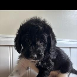 JD - Parti male Labradoodle puppy in Baldwin, New York from remiandraesweetdoodlesli