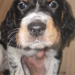 Jerome - Blue belton and tan (tri-color) male English Setter puppy in Morrice, Michigan from Wild Bird Setters