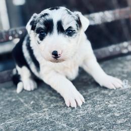 Flower - Blue merle female Border Collie puppy in Minden, Iowa from Rocking N Registered Border Collies & Labradors