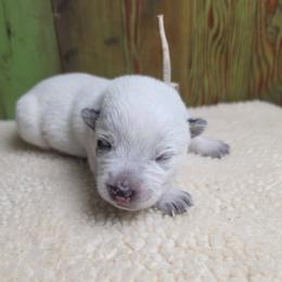 Brown Collar Male - Blue male Australian Cattle Dog puppy in Riverton, Utah from Rundown Ranch Cattle Dogs