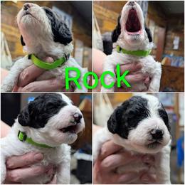 Rock Hudson - Parti male Goldendoodle puppy in Springtown, Texas from Country Pups Doodles