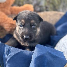 Eamon - Bi-color male German Shepherd puppy in Dover, Delaware from Fornax