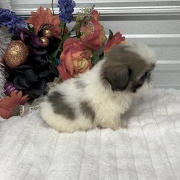 Drew - Blue and white male Shih Tzu puppy in Elgin, South Carolina from Silver Bells Paw Prints