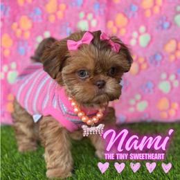Nami - Red and tan female Shih Tzu puppy in San Tan Valley, Arizona from My Puppy Tzu