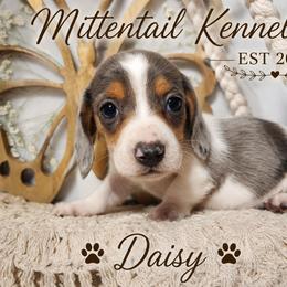 Daisy - Dapple female Dachshund puppy in Hudson, Michigan from Mittentail Kennel Miniature Dachshunds & Australian Shepherds