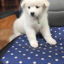 Drizella - White female American Eskimo Dog puppy in Grants Pass, Oregon from SnH Eskies