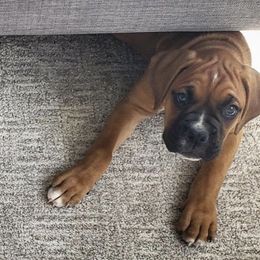 Boxer Puppies from Red Rock Boxers