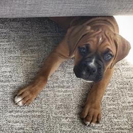 Boxer Puppies from Red Rock Boxers