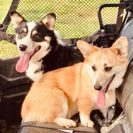 Pembroke Welsh Corgi Puppies from Boehm’s Pembroke corgis