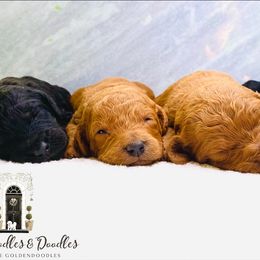 Goldendoodle and Poodle Puppies from Reddy Poodles & Doodles