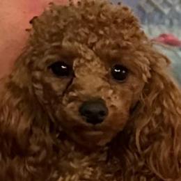Ziva - Poodle