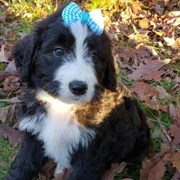 Bernedoodle, Goldendoodle, and Poodle Puppies from Granton Creek