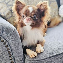 Nicolle - Chihuahua
