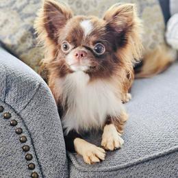 Nicolle - Chihuahua