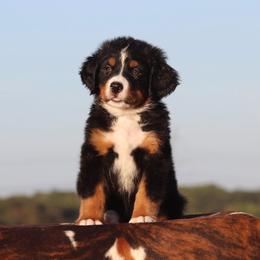 Orange Collar Male- 5000 - Black rust and white male Bernese Mountain Dog puppy in Collinsville, Texas from Berner Dynasty