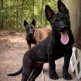 Belgian Malinois and xDutch Shepherd Puppies from Kaizen von Ruach Malinois