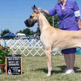 Great Danes from Nelson Great Danes