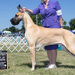 Great Danes from Nelson Great Danes