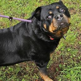 N'Lani Vom Starkhaus AKA Bereta - Black and tan female French Bulldog puppy in Westerly, Rhode Island from Starkhaus Rottweilers & Frenchies